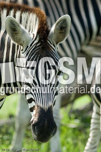 Zebra (20 von 28).jpg